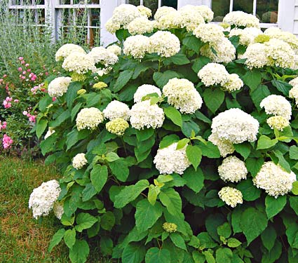 Cultivo de hortensias 5