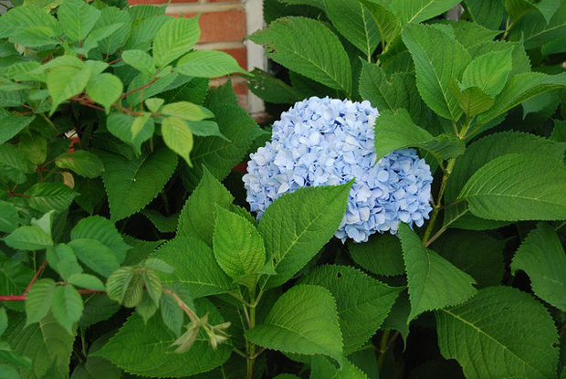 Plagas y enfermedades hortensia 2