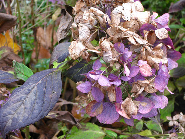 Hojas de las hortensias 1