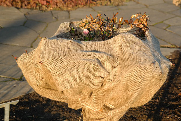 Cuidados de invierno para plantas 1