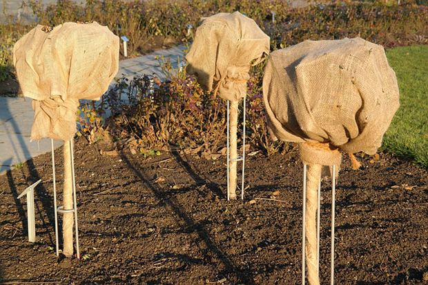 Cuidados de invierno para plantas 2