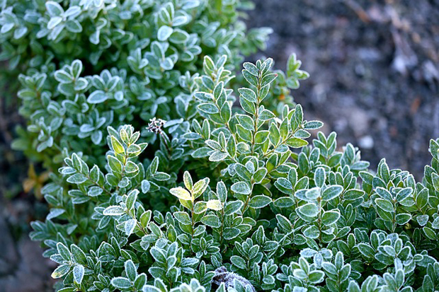 Cuidados de invierno para plantas 3