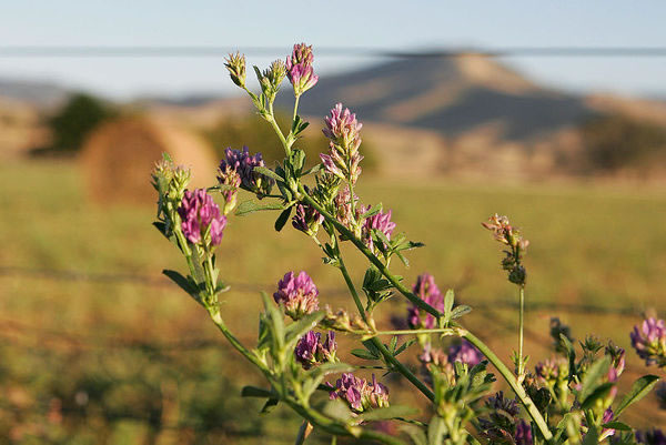 Alfalfa 1