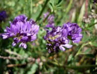 imagen Cómo cultivar alfalfa en maceta o jardín