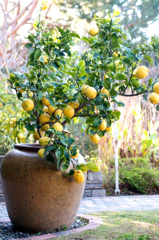 Cultivo del limonero en maceta 1