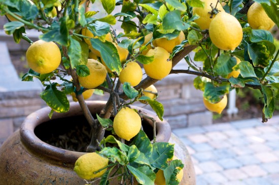 Cultivo del limonero en maceta 2