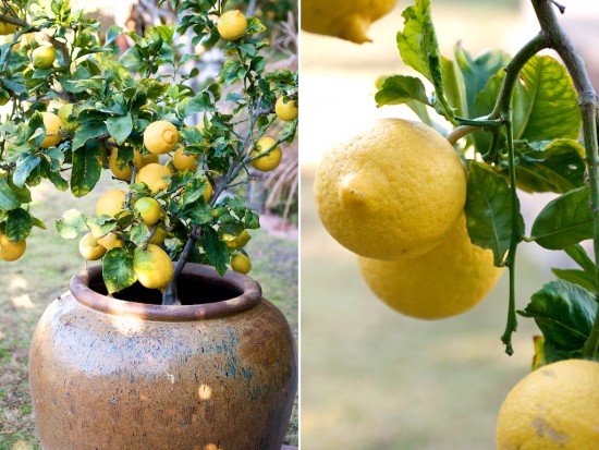 Cultivo del limonero en maceta 3