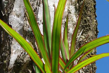 Plantas de interior 5