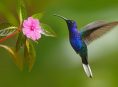 imagen Algunas de las mejores plantas para atraer colibríes al jardín