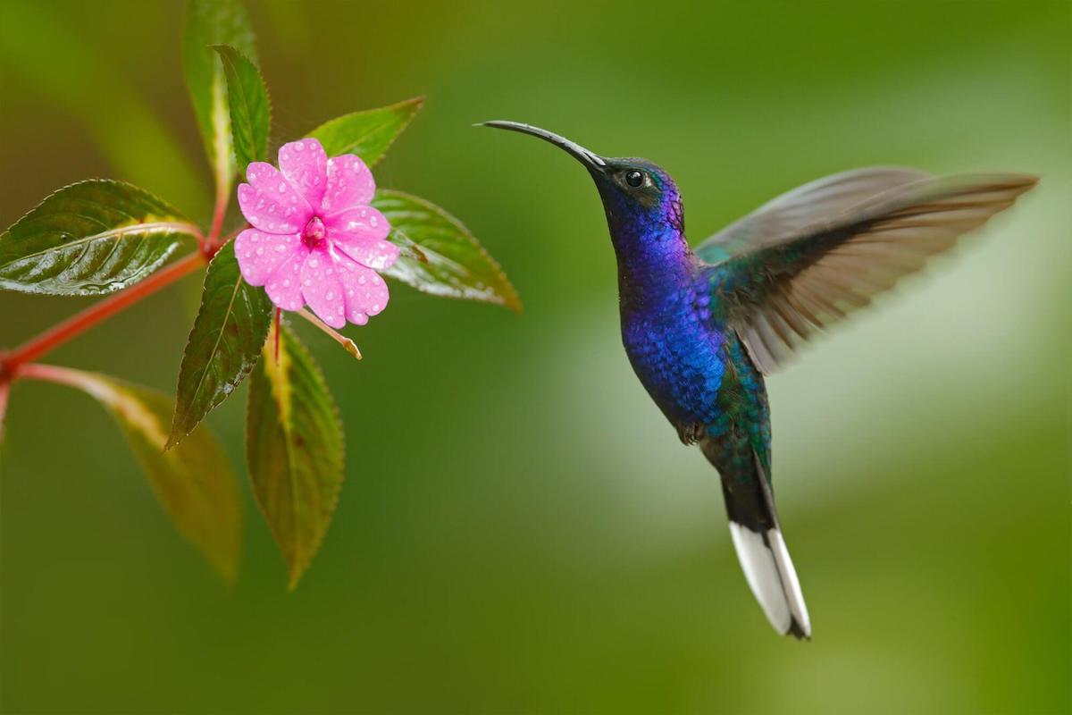 Algunas de las mejores plantas para atraer colibríes al jardín Algunas de las mejores plantas para atraer colibríes al jardín