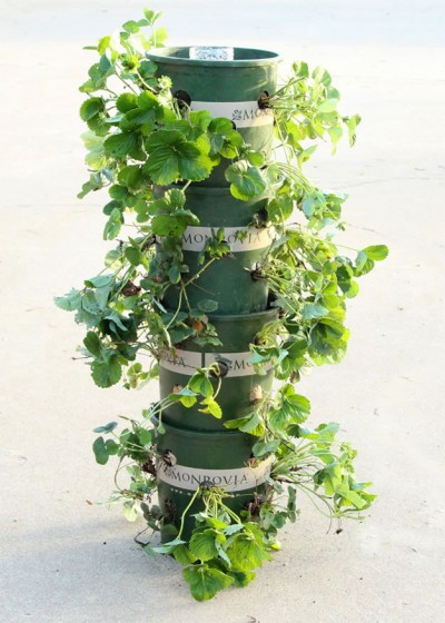 Torre de macetas para cultivar fresas