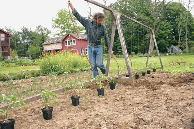 5-formas-de-tutorar-tomates-4