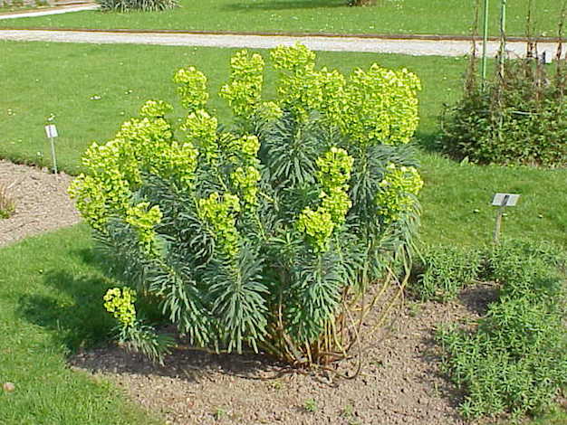 Euphorbia_characias