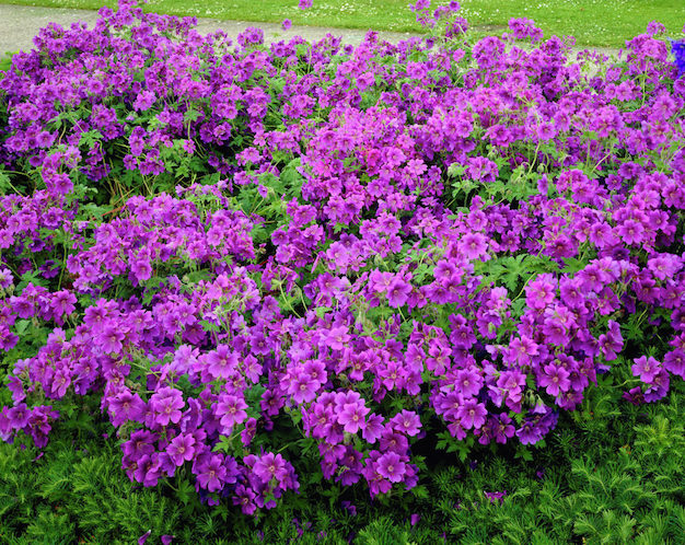 Geranium platypetalum