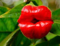 imagen Psychotria elata, la flor del beso o beso de novia