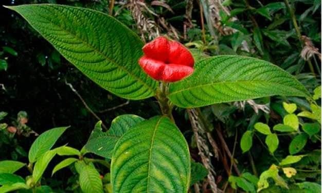 Psychotria-elata2