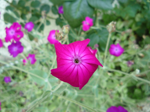 Silene_coronaria