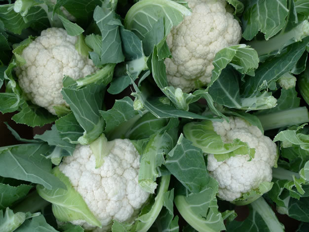 Cultivo coliflor 2