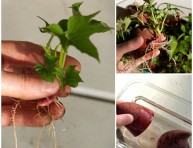 imagen Cómo cultivar tu propia batata