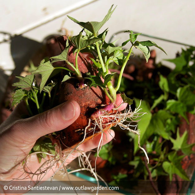 como-cultivar-batata-5