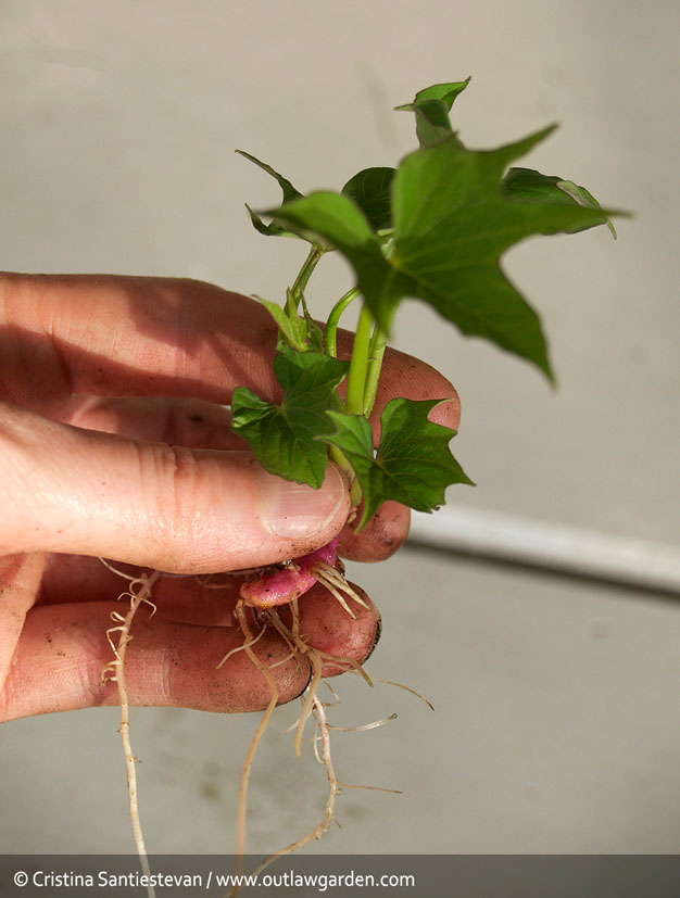 como-cultivar-batata-6