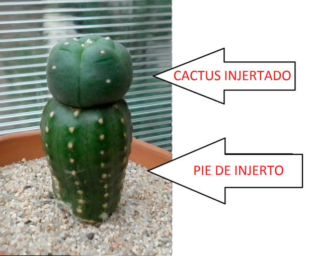 Como enxertar cactáceas passo a passo