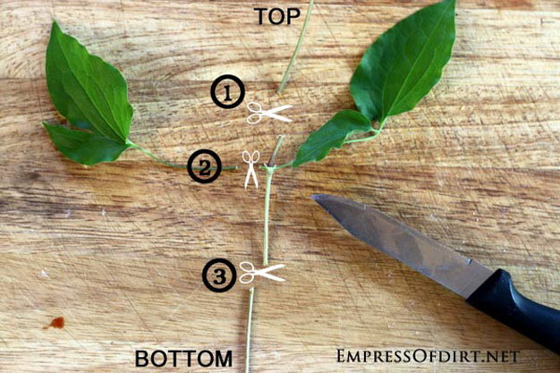 como-propagar-clematides-por-esquejes-2