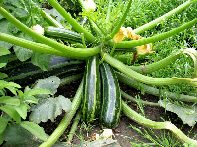 cultivo-de-zucchinis