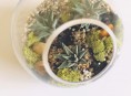 imagen Cómo hacer un pequeño jardín de suculentas