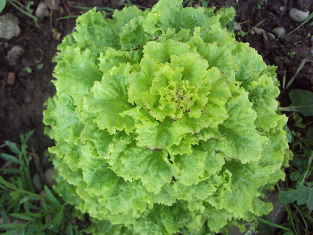 Cultivo lechuga 4