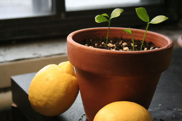 Cultivo de limonero desde semilla