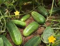 imagen Consejos para cultivar pepino en tu huerto