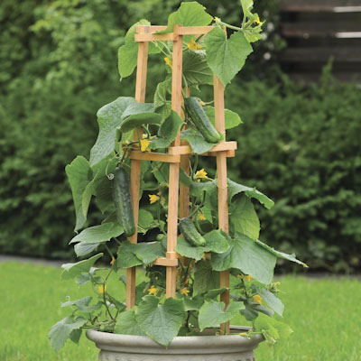 Cultivo pepino 3