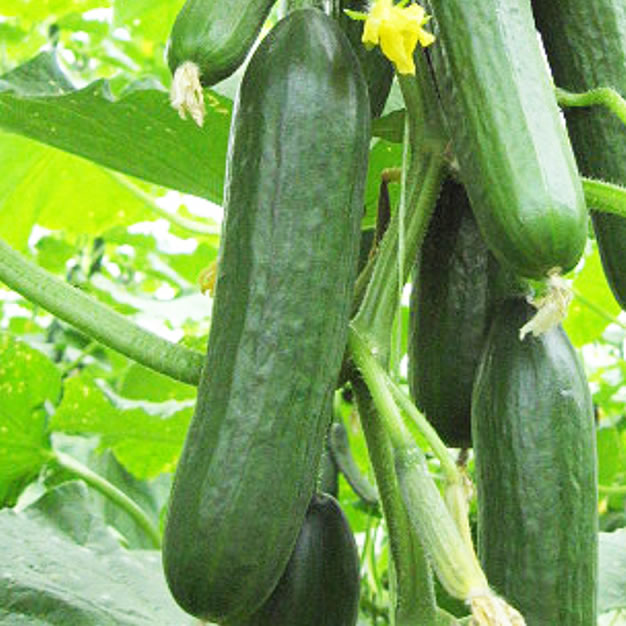 Cultivo pepino 5