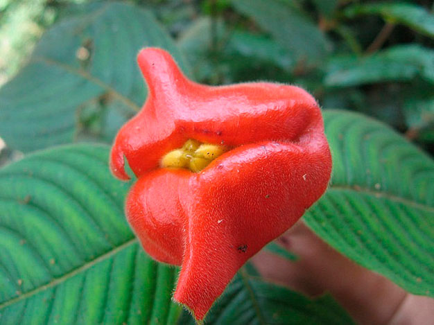 psychotria-elata-5