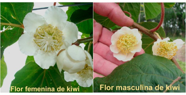 sexo flores de kiwi