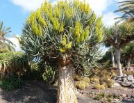 imagen Conoce el Aloe dichotoma