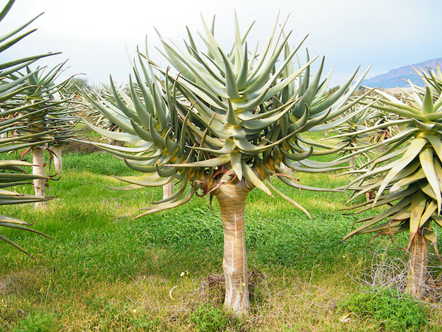 aloe-dichotoma-22