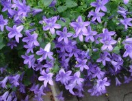 imagen La campanula poscharskyana