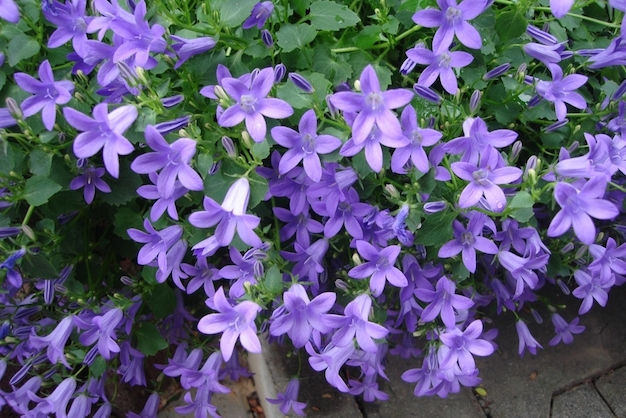 campanula-3