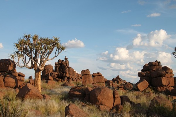 conoce-el-aloe-dichotoma-02.jpg