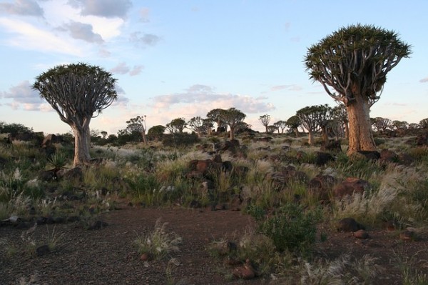 conoece-el-aloe-dichotoma-01.jpg