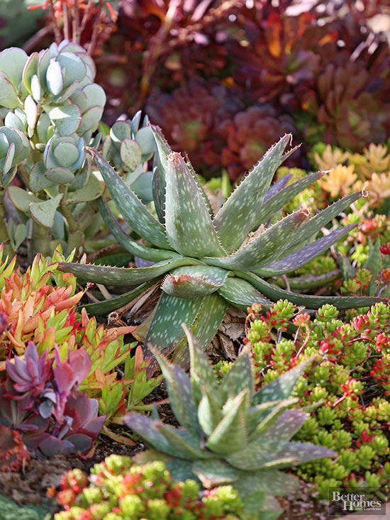 el-xeriscape-un-estilo-de-jardineria-sostenible-07