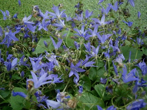 la-campanula-poscharskyana-01