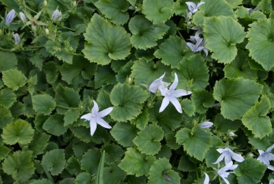 la-campanula-poscharskyana-03