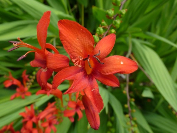 la-crocosmia-01