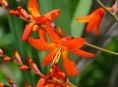 imagen La crocosmia
