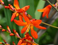 imagen La crocosmia