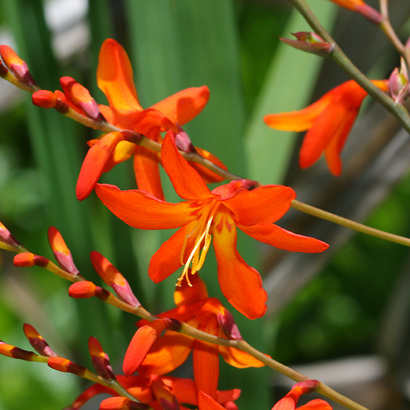 la-crocosmia-03