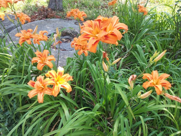 la-crocosmia-04